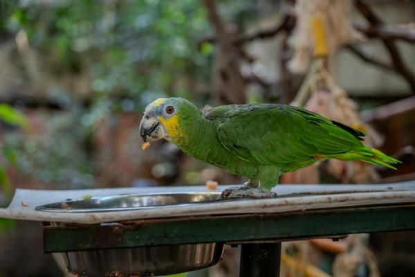 Quels sont les meilleurs types de jouets pour encourager l'exercice chez un chat de race American Bobtail?