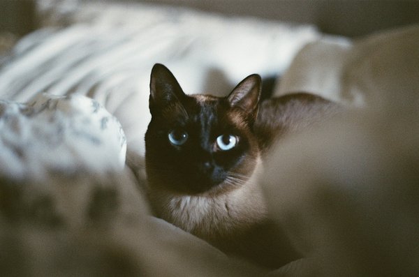 Comment réagir si un chat de race Tonkinese développe une aversion soudaine pour sa litière?